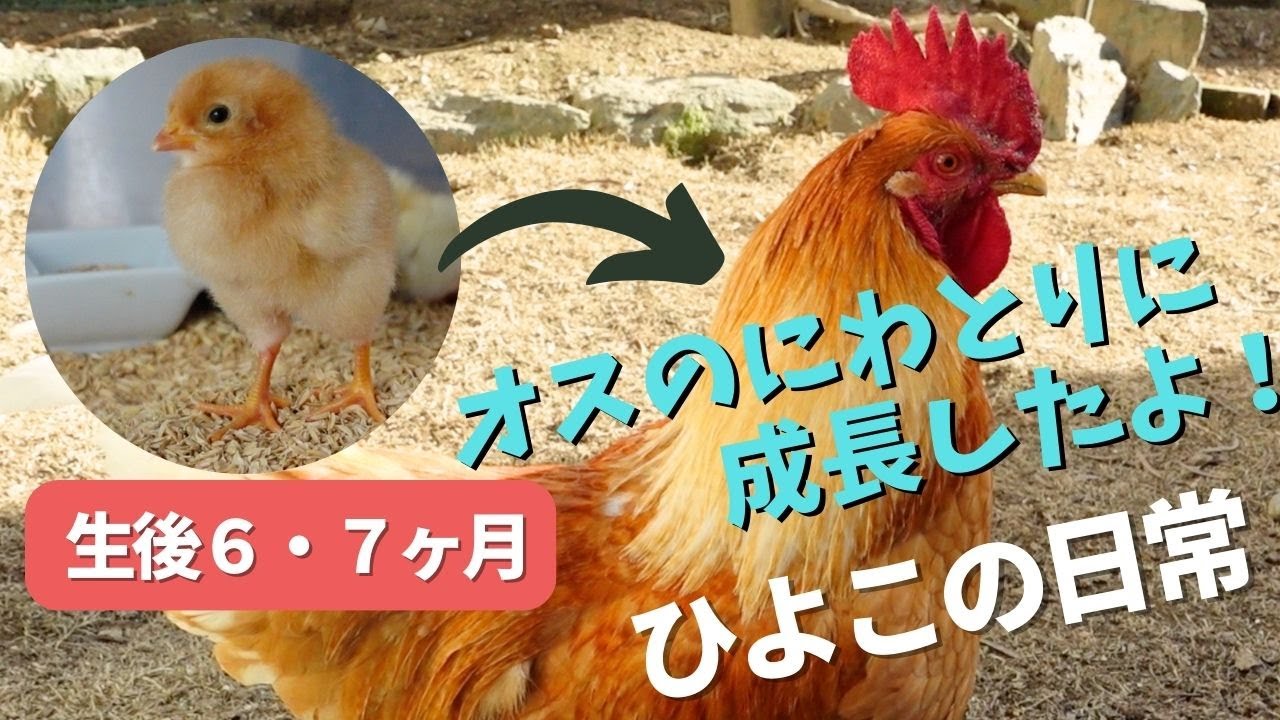【おんどりに成長】生後６ヶ月から７ヶ月のひよこたち　コケコッコーと鳴き交尾する姿も！勇敢な雄鶏に成長！【お庭で放し飼い】