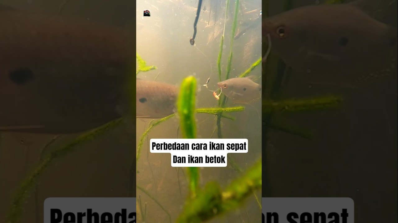 perbedaan cara ikan sepat dan betok mematuk umpan #mancing #ikan #underwater #shorts #fishing #hobi