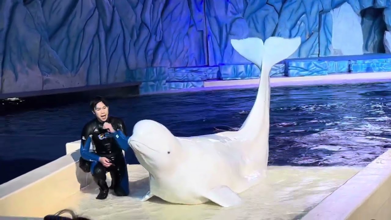 Beluga Show at Chimelong Ocean Kingdom Zhuhai / Oct2025 Full Show