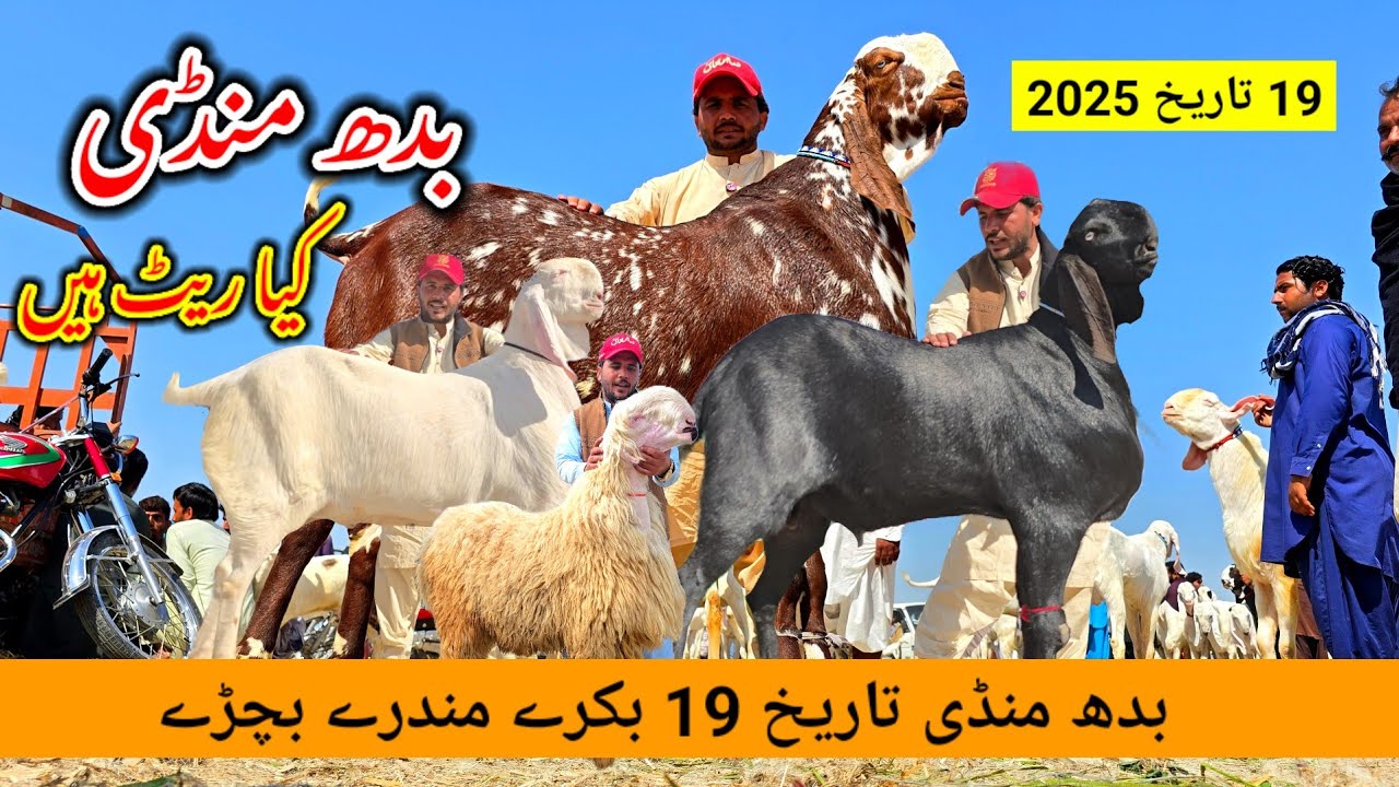 Buddh din Bakra Mandi 2025 بدھ منڈی Bakra Mandi کیاریٹ ہیں Dera Ghazi Khan Mandi