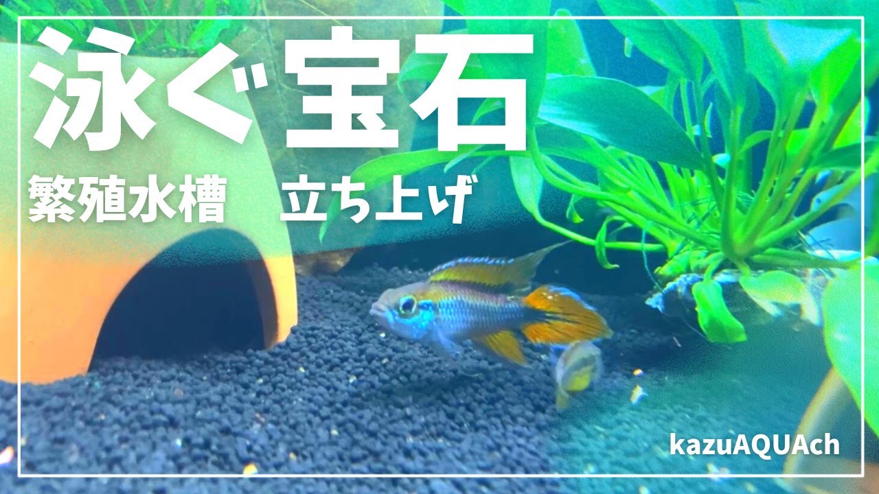 極美美魚アピストグラマ入手しました。#アピスト繁殖水槽　#アクアリウム