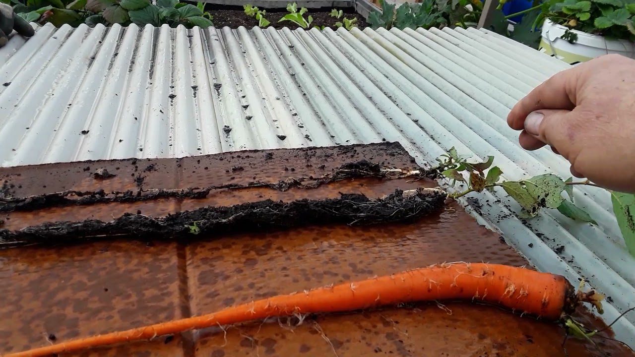 Long Carrot 🌻 Part 1 🌻 Malvern Autumn Show & The National Giant Vegetable Championships