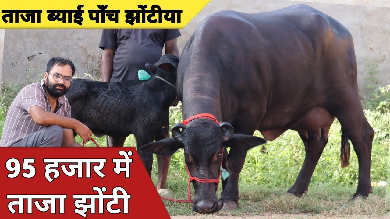 झोटी नहीं भाव देखो, ताजा ब्याई पांच झोटियाँ एक ही जगह || Kodan Dairy Farm (7982838313)