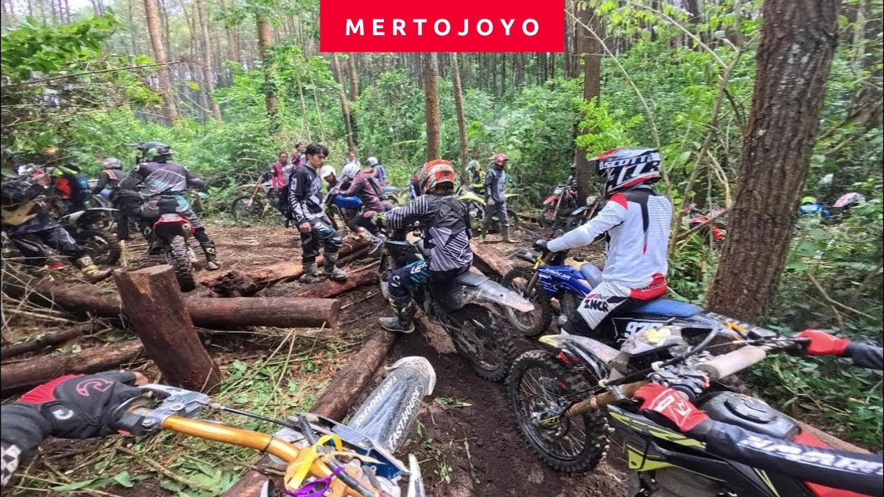 POHON TUMBANG BIKIN MACET DIJALUR (MERTOJOYO WAJAK)