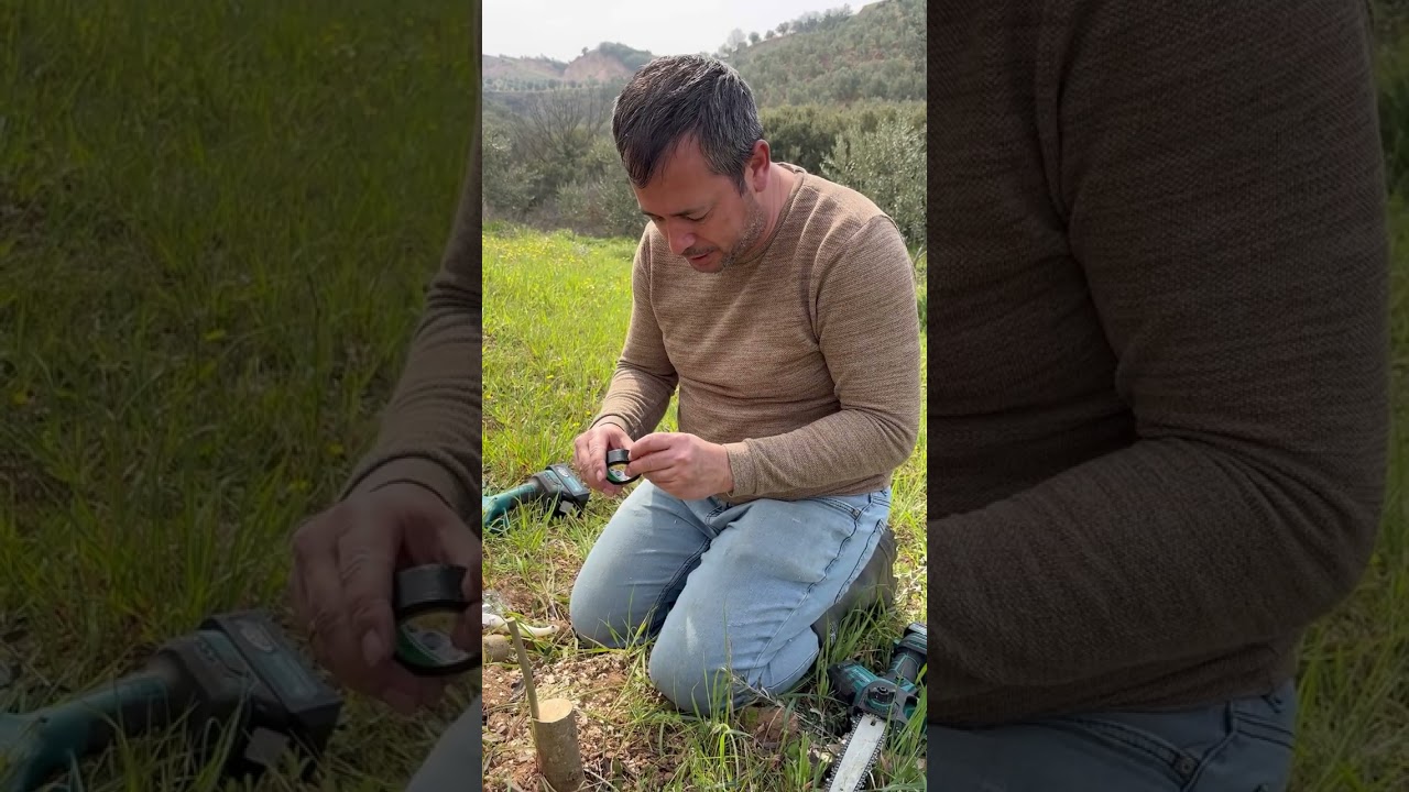 zeytin kabuk altı kalem aşı 