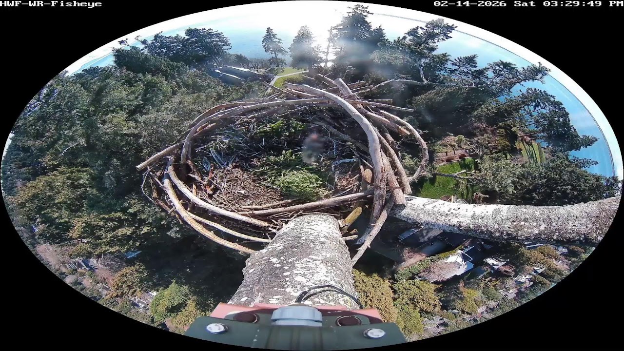 HWF-WR-Wide Live Stream