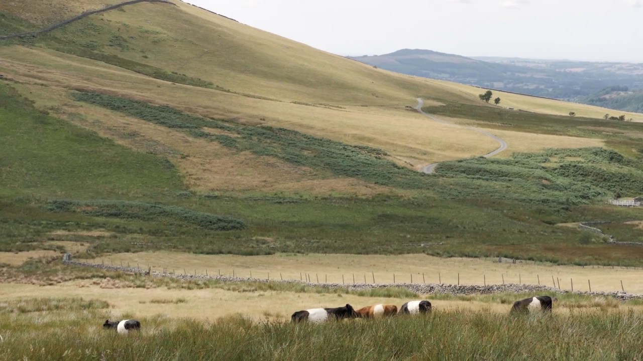 Belted Galloway Cattle, White Water Dash Farm
