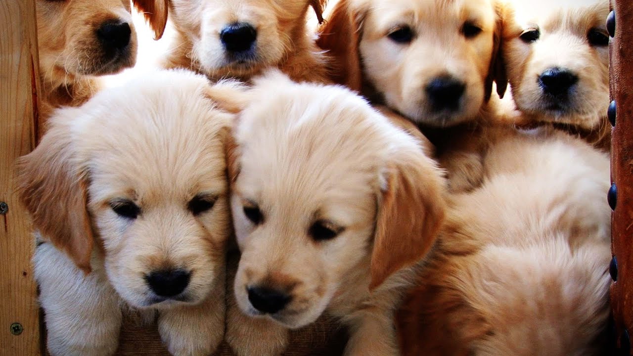 Golden Retriever Puppies growing  weeks 1-12