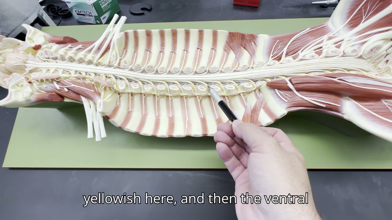 Longitudinal Section of Spinal Cord and Sympathetic Nervous System (2025)