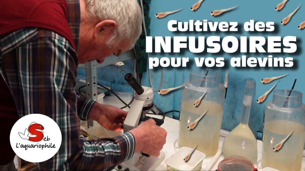 Comment nourrir des alevins ? 🐟 Préparez des infusoires c'est de la  nourriture vivante 👍