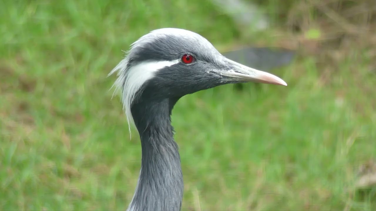 Thrigby Hall Wildlife Gardens -  6. Birds