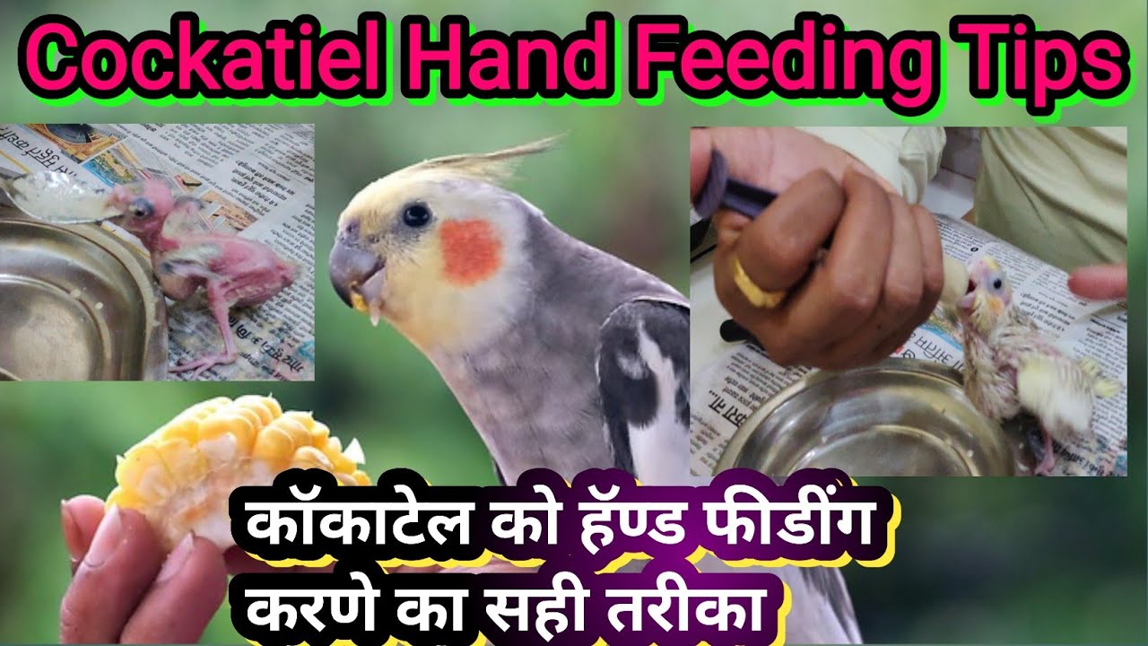 Cockatiel ko Hand feeding kaise kare | Cockatiel Hand Feeding Tips | Cockatiel Hand Feeding Guide