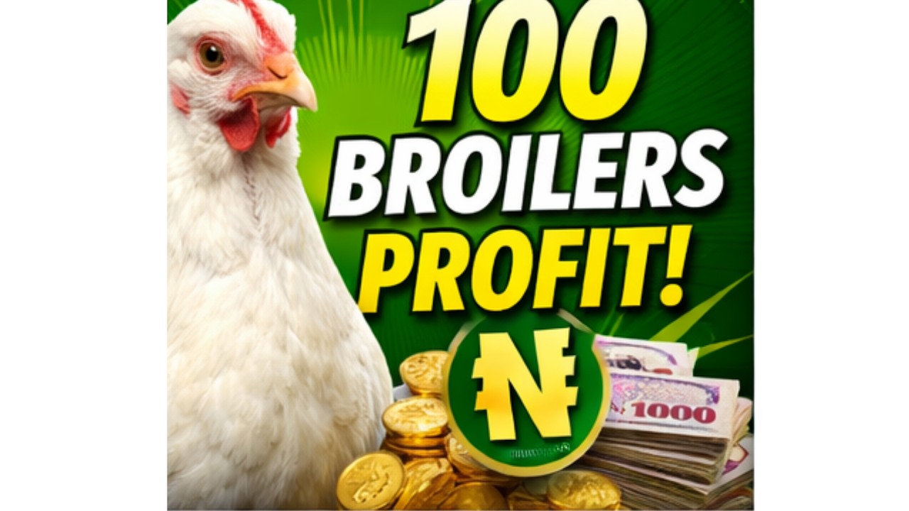 How Much Profit Can 100 Broiler Chicken Make in 6 Weeks?