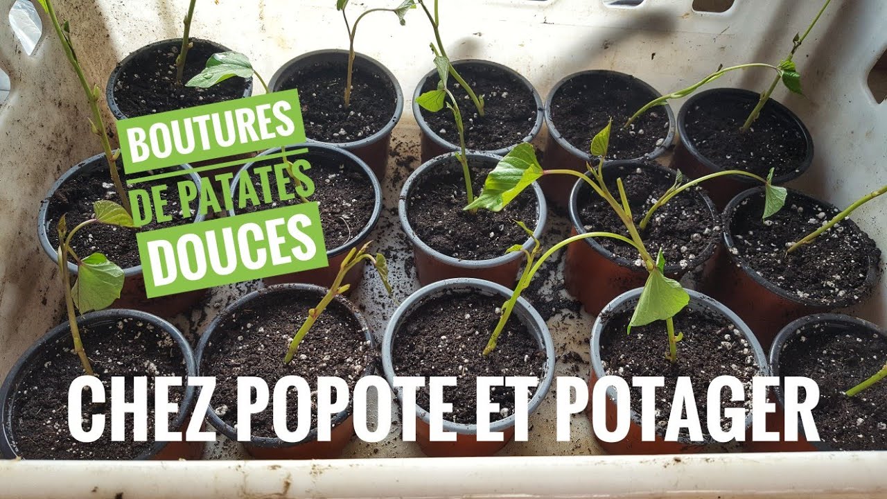 CULTURE DE LA PATATE DOUCE - LE BOUTURAGE -Partie 2-