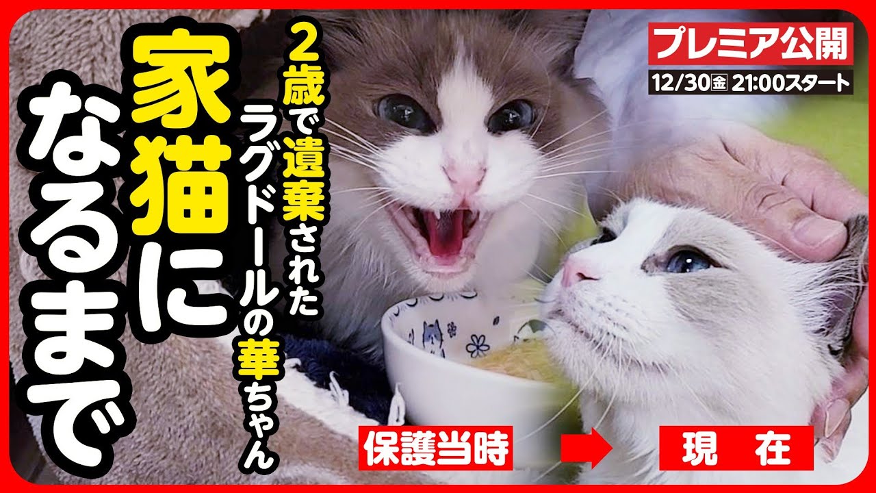 【祝！卒園】シャーシャー！唸りながら威嚇を続けるラグドール…突然捨てられ 人間不信になった猫が 本当の家族に出逢うまで【ラグドール 華ちゃん まとめ】