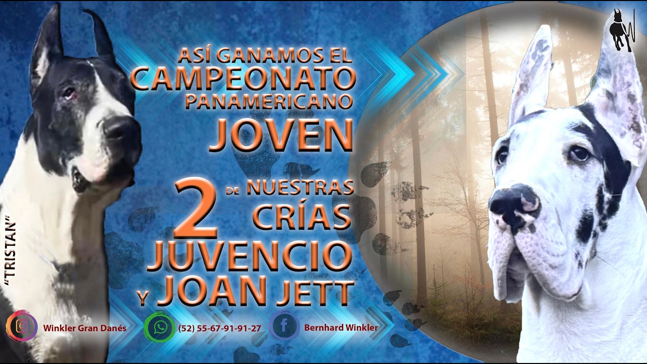 CRIADERO DE GRAN DANÉS EN MÉXICO  CAMPEONES Panamericanos jovenes. Así juzgaron a nuestros perros