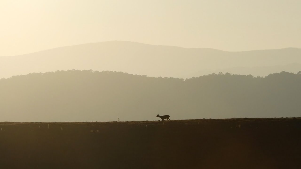 FALLOW RUT 2024