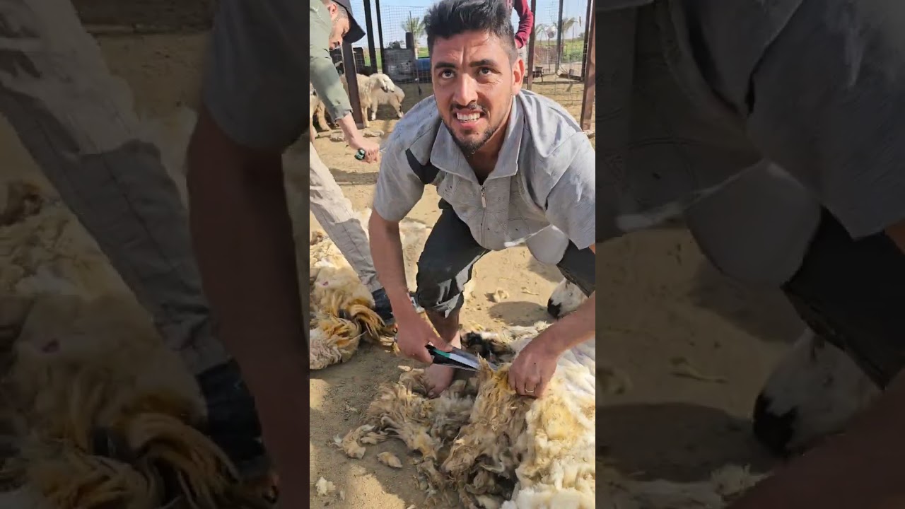 وقت قص صوف الغنم معلومات كامله وفوائد القص