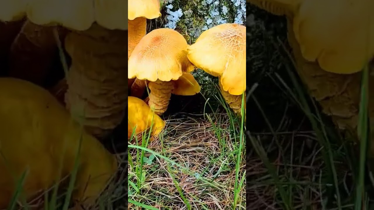 They were growing next to the old oak tree. 