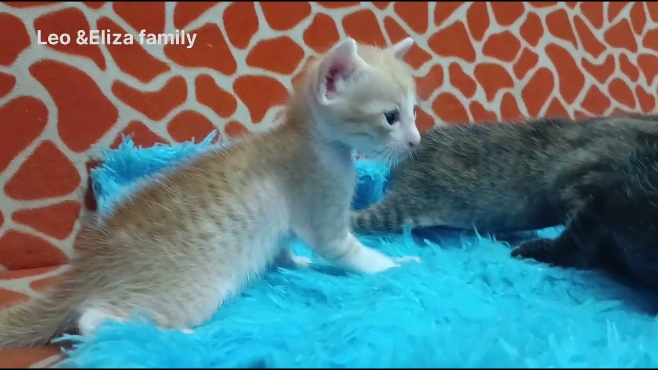 Eliza New baby's😘😘😘😘 😻😻😻||#cat #kitten #eliza ||