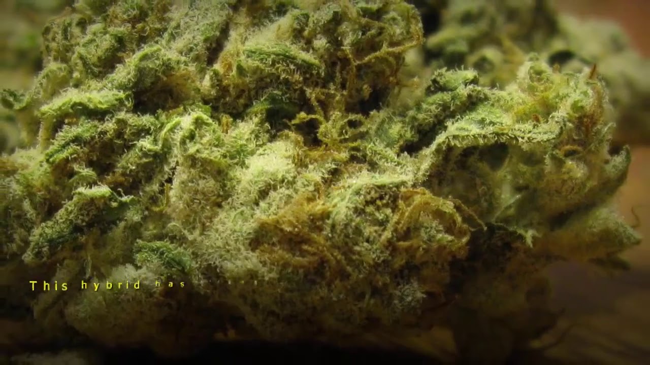 Cannabis Strains to Fight Dementia and Alzheimer's Disease?
