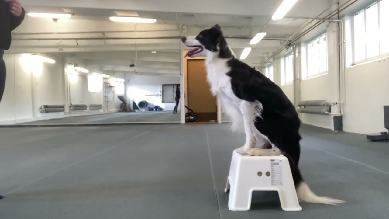 Freestyle och tricksträning med hund