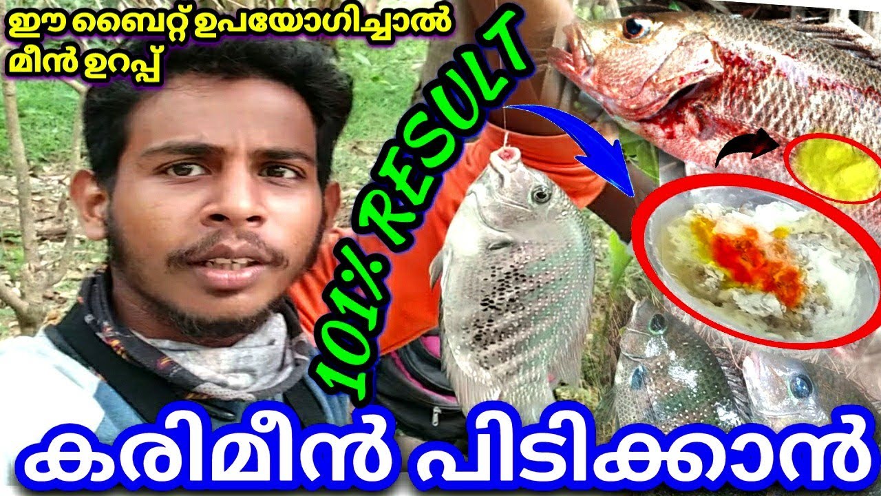 ഈ തീറ്റയിൽ കരിമീൻ പറന്നടിക്കും 🎣karimeen fishing/villagefishing/fishing videos/fishingbait/karimeen
