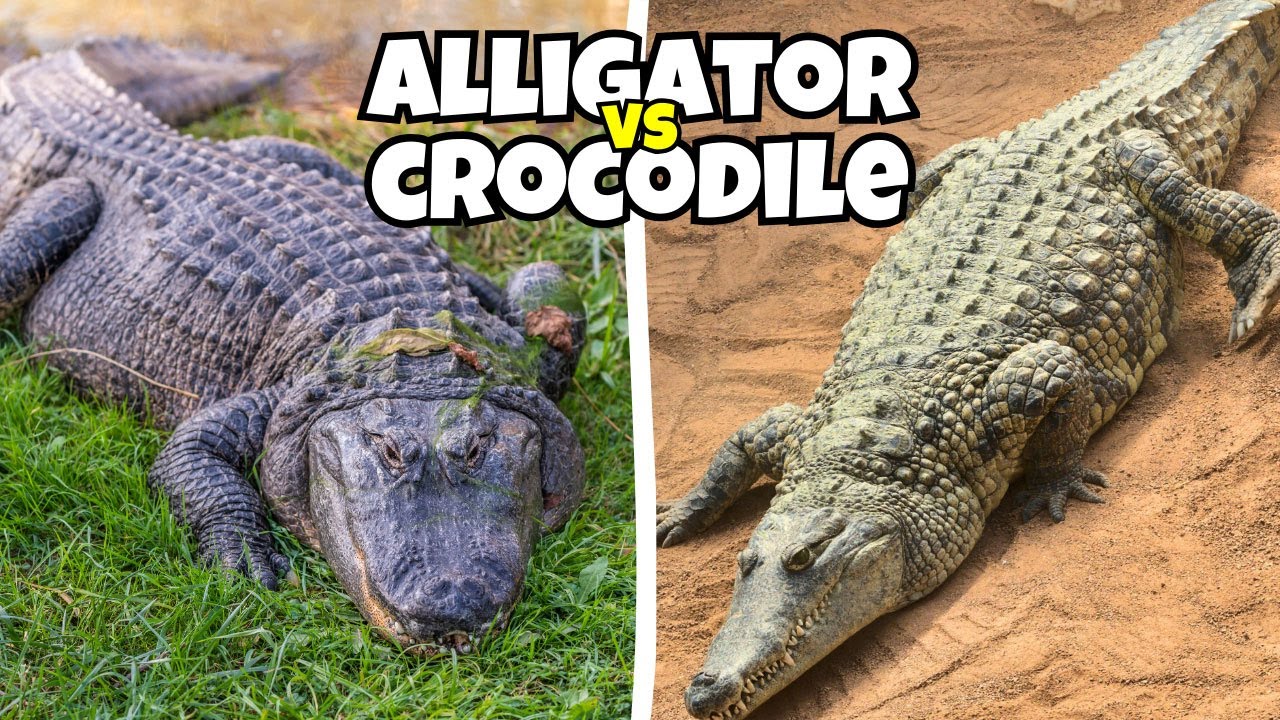12 Differences Between Alligators and Crocodiles