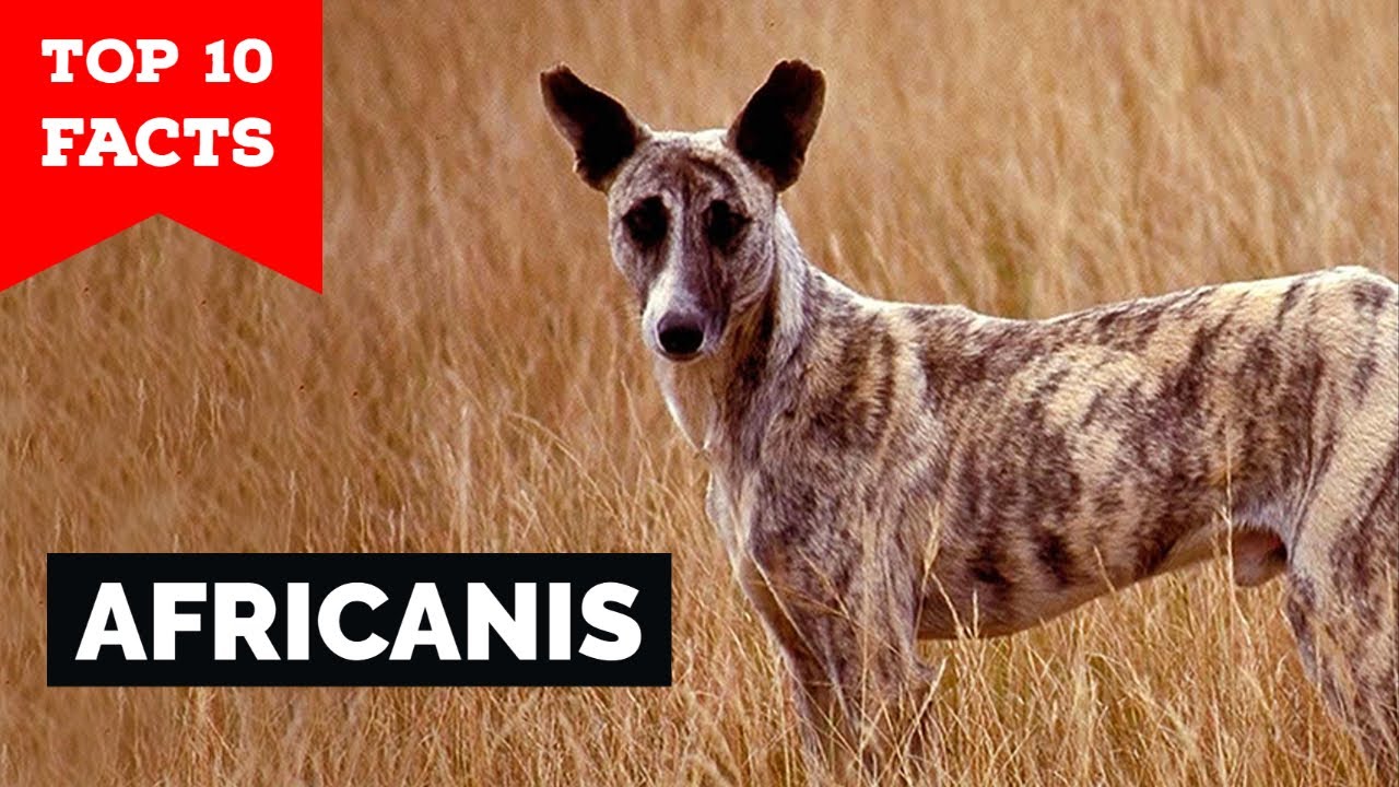 Africanis - Top 10 Facts