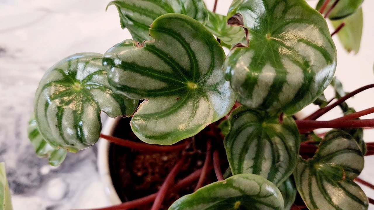 Watermelon Peperomia (Split leaves) -Part 1 of 2 #houseplants #houseplantcollection