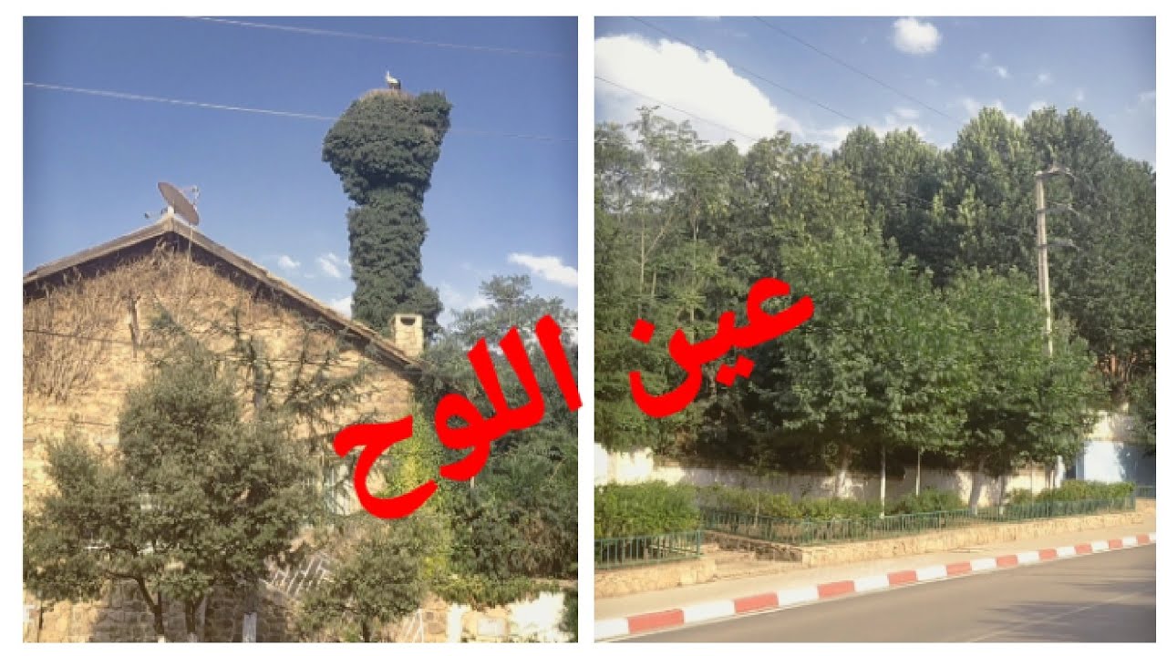 شوفو عين اللوح الطبيعة والمناظر الخلابة.فعلا منطقة سياحية تستحق الزيارة🌲🪵