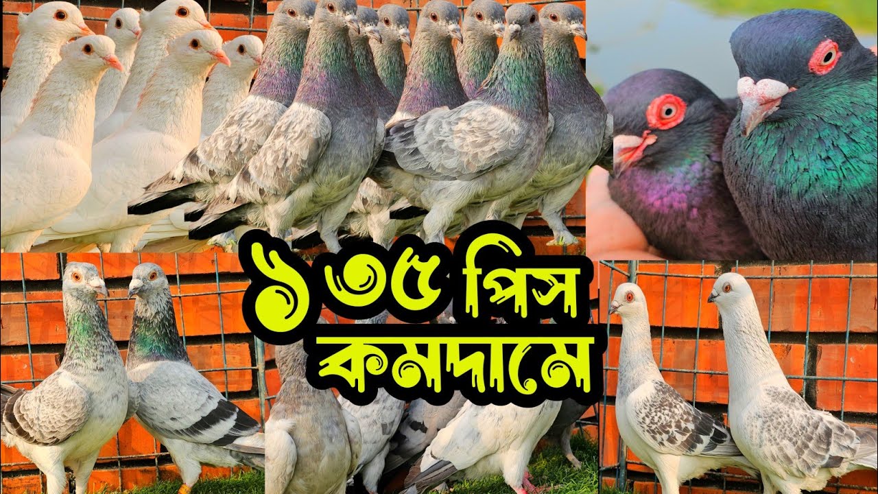 সবচেয়ে কমদামে ১৩৫ পিস হাইফ্লায়ার গিরিবাজ ও রেসার কবুতর কিনুন | খামারিদের কথা | Pigeon video |