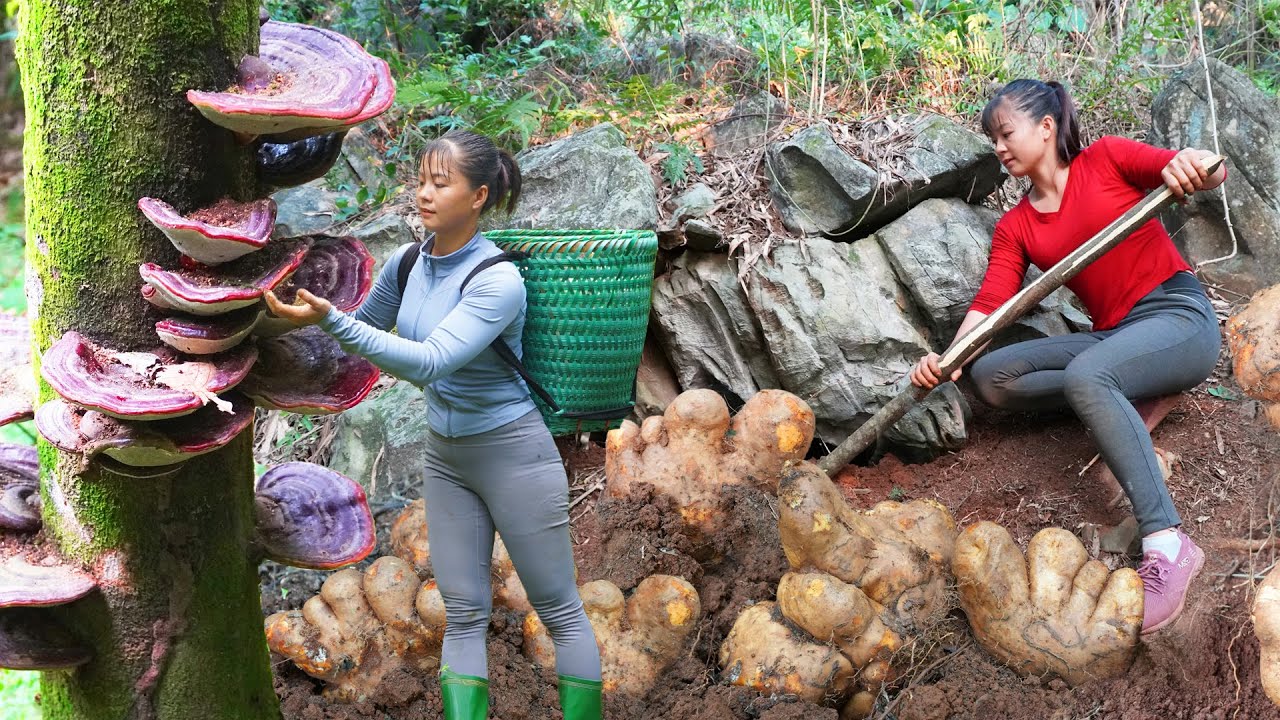 REWIND TIMELAPSE --730 Days Harvest Many Wild Tuber, Ganoderma Mushroom,.../Phương's Story