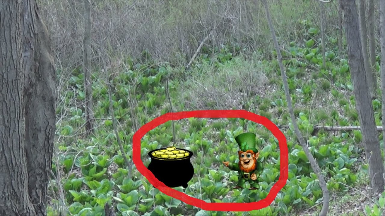Real Leprechaun Caught on Tape by Southerner