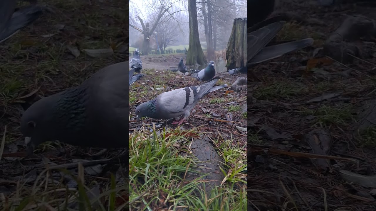Peaceful Lake Scene with Pigeons Eating & Wild Ducks | Relaxing Nature Video