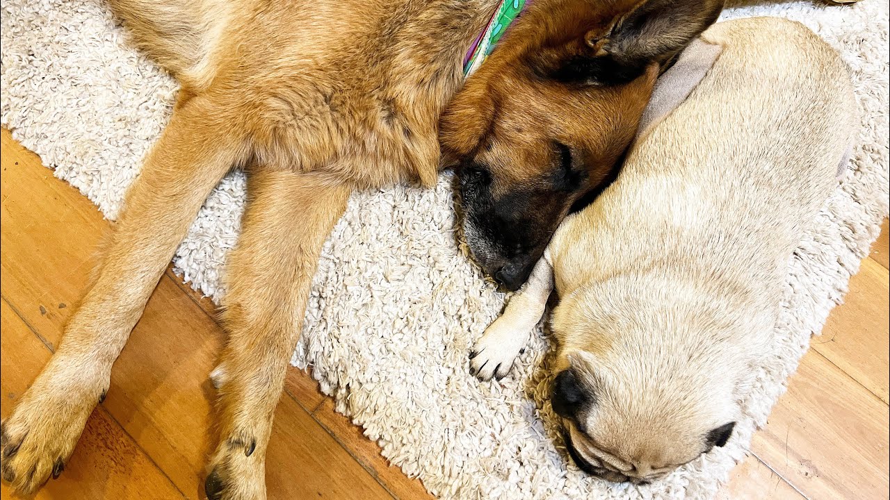 Pizza Friday | Ringworm | Big Dogs Helping with the Dishes | Cutie Pie is back