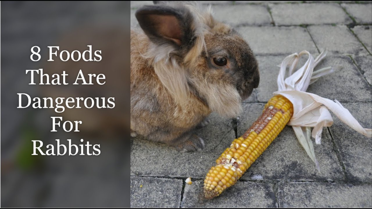 8 Foods That Are Dangerous For Rabbits