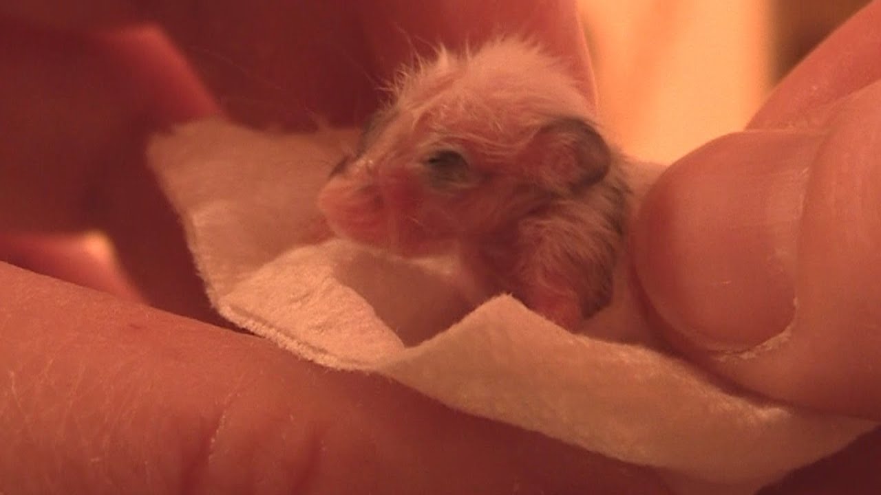 Extra Feedings for tiny Zorro, extremely small baby mouse