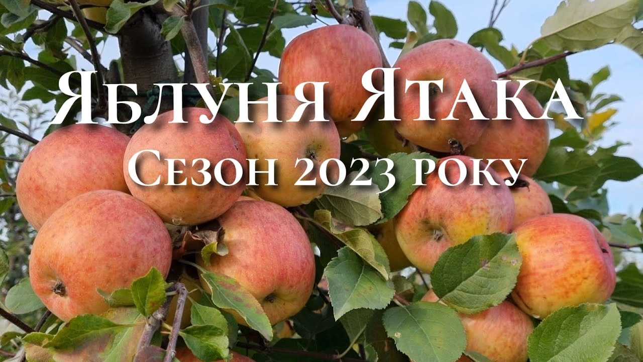 Зимові сорти яблук. Яблуня Фуджі Ятака.