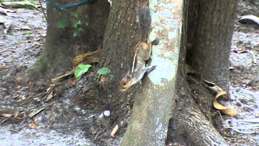 Squirrel diet and behavior