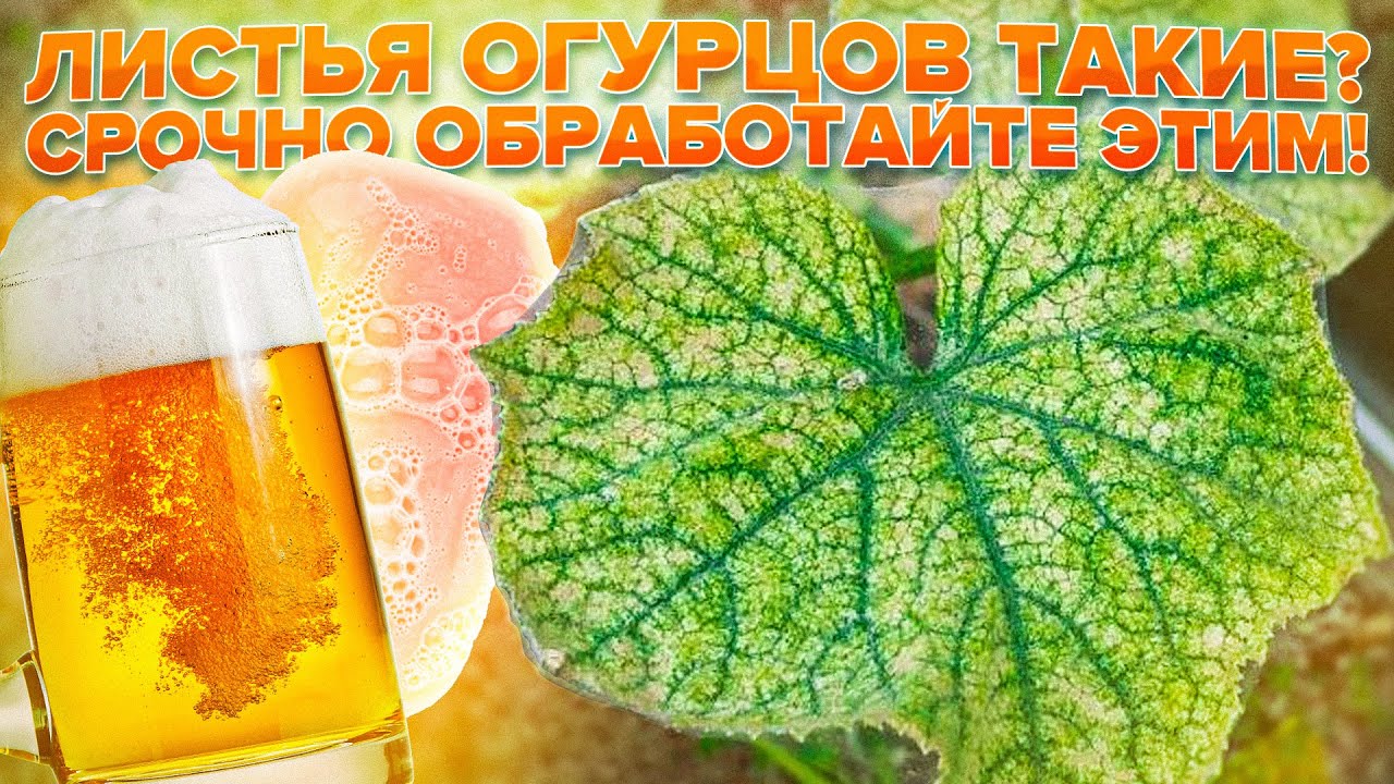 ПАУТИННЫЙ КЛЕЩ НА ОГУРЦАХ. ОБРАБОТАЙТЕ ОГУРЧИКИ СРОЧНО ЭТИМ! ТОП СРЕДСТВ ОТ ПАУТИННОГО КЛЕЩА