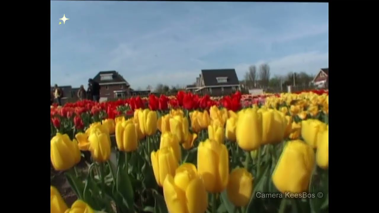 Hortus Limmen vogelvlucht