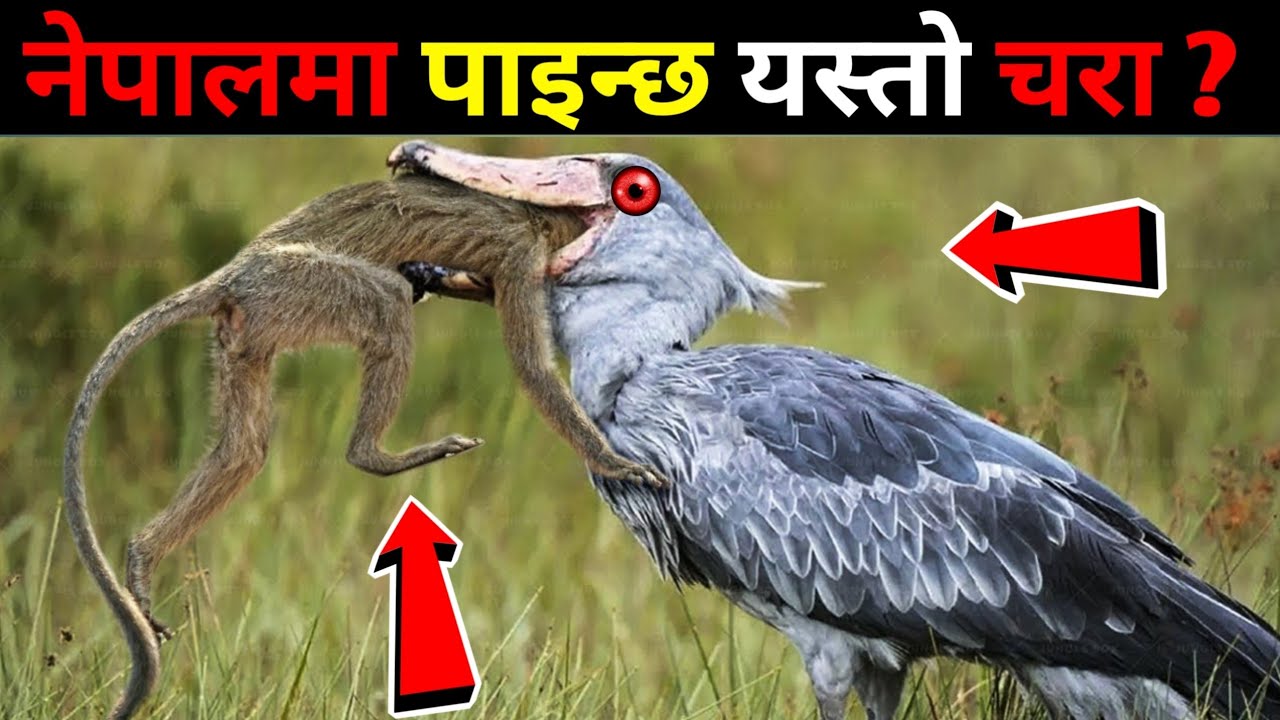 नेपालमा पाइने अनौठा चराहरु || Rarest Birds Found In Nepal || Birds Video in Nepali