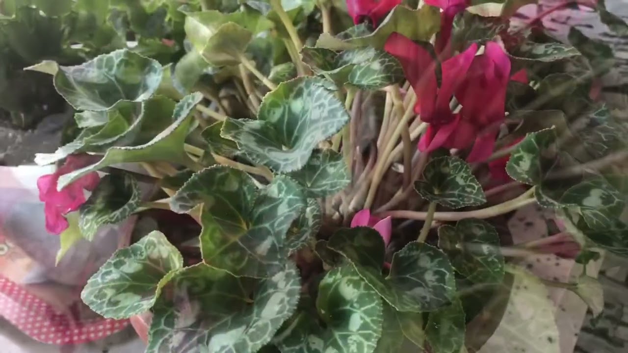 Yaprakları sararıp solan sıklemen çiçeğine ne yapmak gerekir