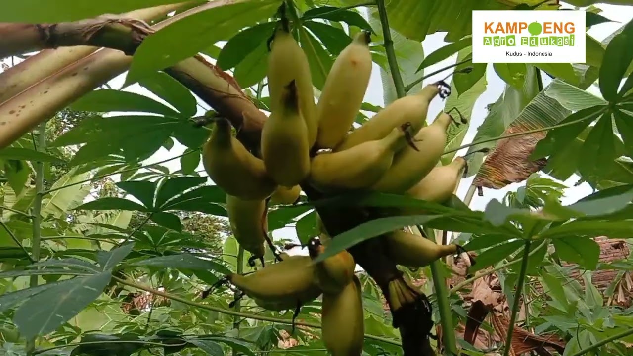 Membedakan Pisang Mas dan Pisang Putri
