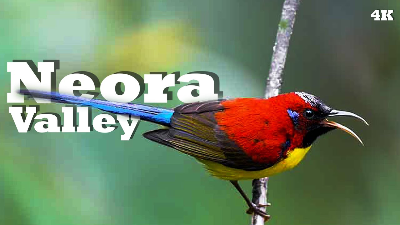 Birders Paradise - Neora Valley National Park - Adventurous High Altitude Jungle Safari