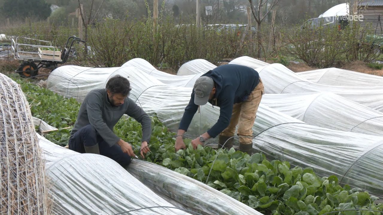 Jardinage : c'est le moment de s'occuper de son potager !