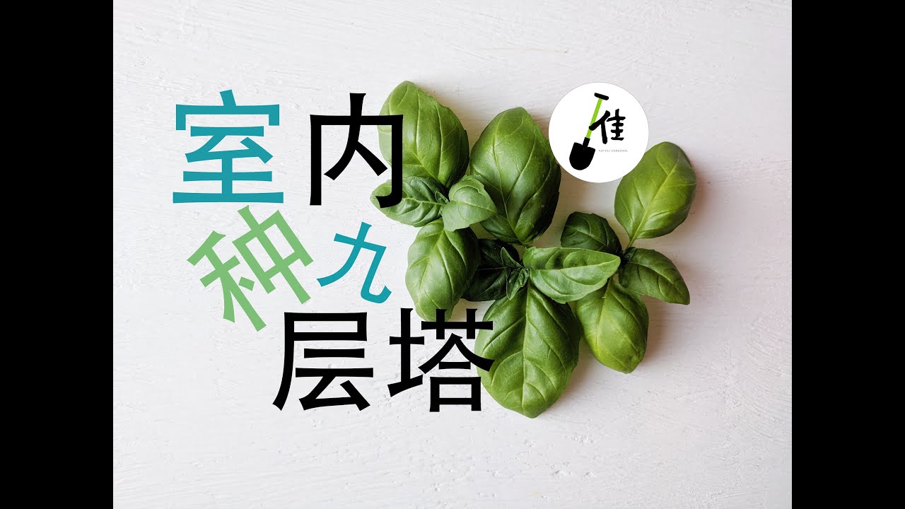 种九层塔那么简单！Grow basil fast！( English- sub)