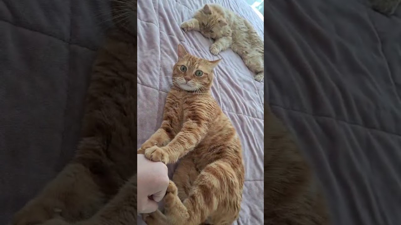 كل الناس ب #رمضان بتنزل فيديوهات وصفات وانا بنزل لعبي مع قططي🤣صباح مليان لعب مع الحبايب😻 يلا نشوف😻💃🏼