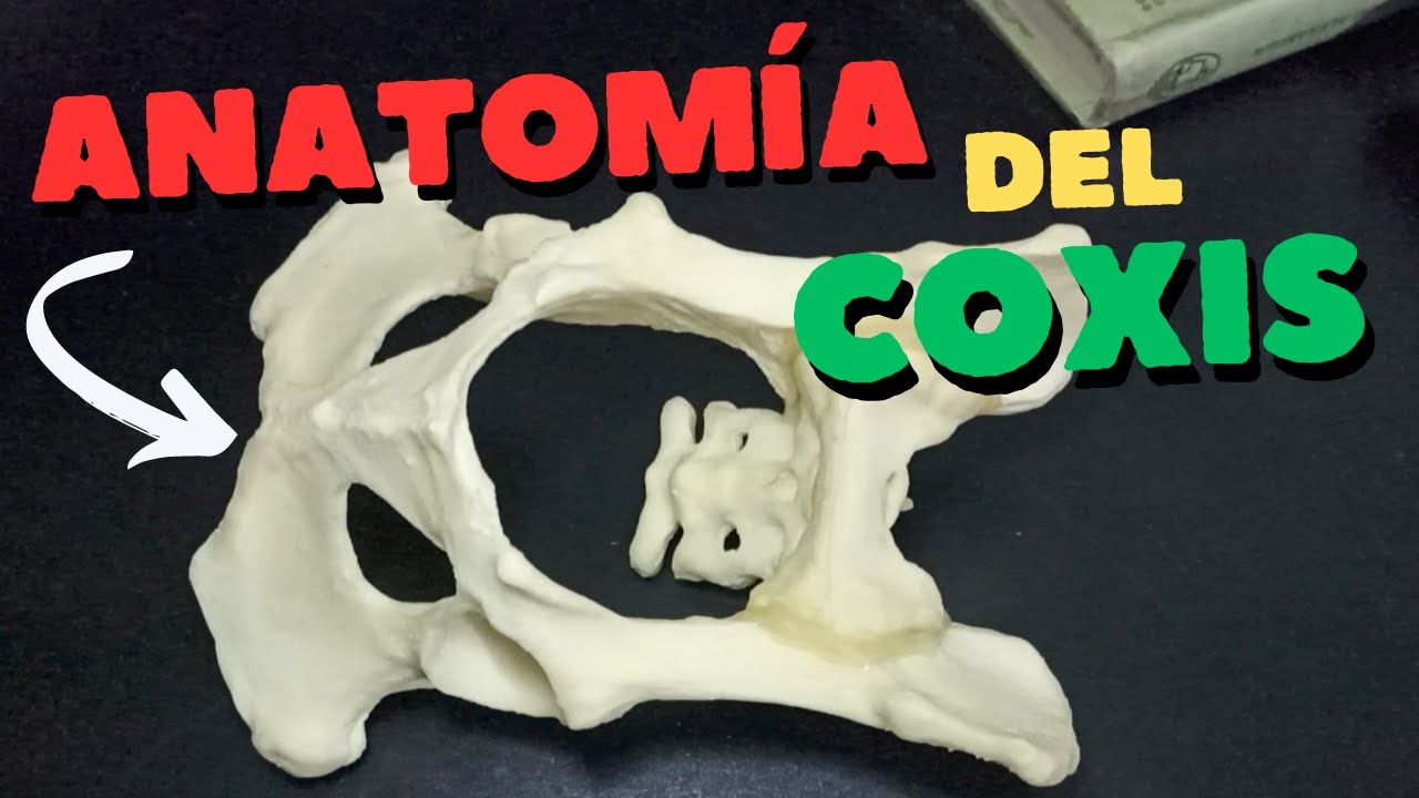 APRENDIENDO - ANATOMÍA del COXIS del PERRO 🐶